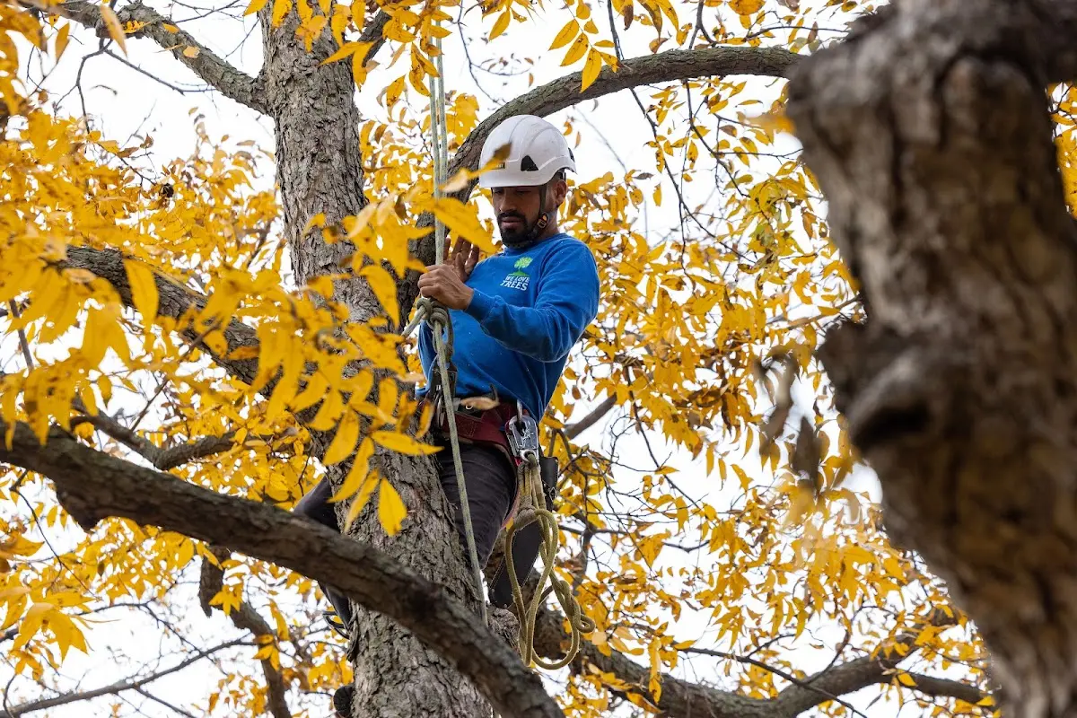Skilled Tree Trimming crew working in Finley