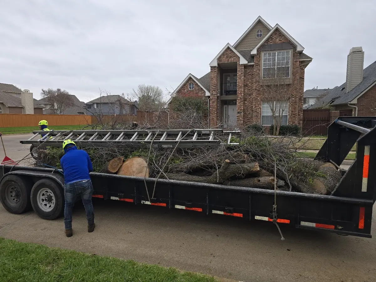 Expert Tree Removal with proper safety equipment in Finley